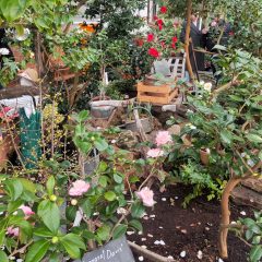 Blick in das Kamelienhaus