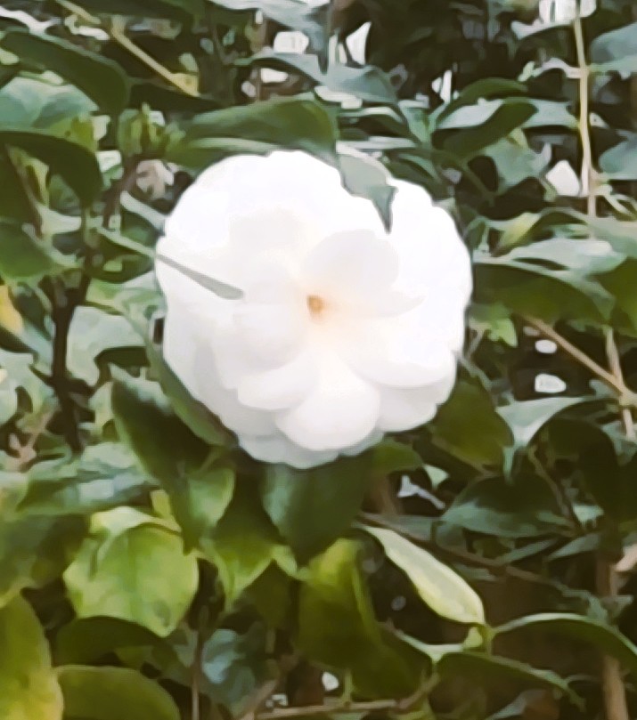 Weiße Blütenpracht